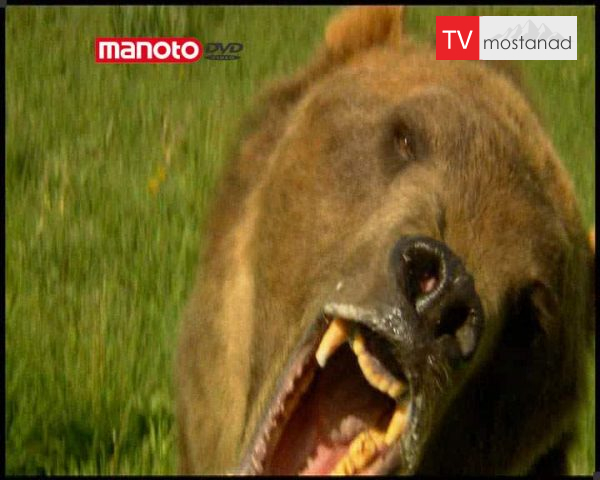 دانلود مستند خرس ها از مجموعه درندگان دانلود مستند خرس ها از مجموعه درندگان