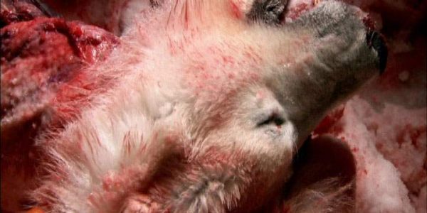 دانلود مستند خرس قطبی از مجموعه ‌زیر پوست حیوانات