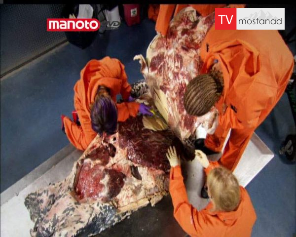 دانلود مستند لاکپشت چرمی از مجموعه زیر پوست حیوانات دانلود مستند لاکپشت چرمی از مجموعه زیر پوست حیوانات