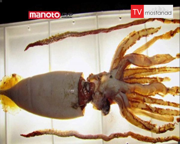 دانلود مستند ماهی مرکّب از مجموعه زیر پوست حیوانات دانلود مستند ماهی مرکّب از مجموعه زیر پوست حیوانات