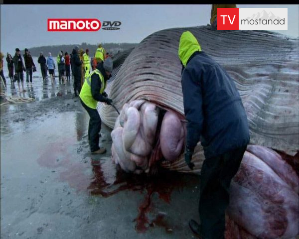 دانلود مستند نهنگ از مجموعه زیر پوست حیوانات دانلود مستند نهنگ از مجموعه زیر پوست حیوانات