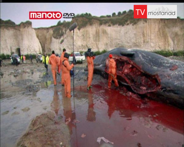 دانلود مستند تشریح نهنگ از مجموعه زیر پوست حیوانات دانلود مستند تشریح نهنگ از مجموعه زیر پوست حیوانات