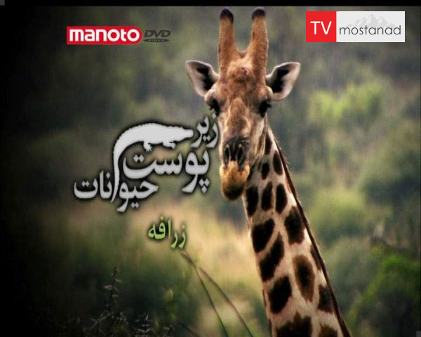 دانلود مستند زرافه از مجموعه زیر پوست حیوانات دانلود مستند زرافه از مجموعه زیر پوست حیوانات