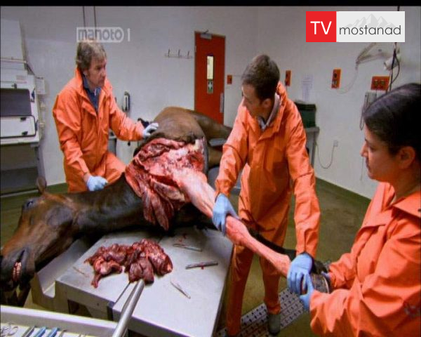 دانلود مستند اسب مسابقه از مجموعه زیر پوست حیوانات دانلود مستند اسب مسابقه از مجموعه زیر پوست حیوانات