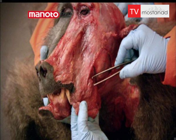 دانلود مستند بابونِ خودسر از مجموعه زیر پوست حیوانات دانلود مستند بابونِ خودسر از مجموعه زیر پوست حیوانات