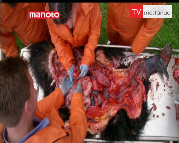 دانلود مستند دایناسور زنده از مجموعه زیر پوست حیوانات دانلود مستند دایناسور زنده از مجموعه زیر پوست حیوانات