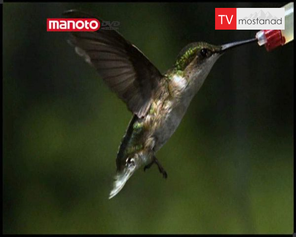 دانلود مستند مرغ مگس خوار از مجموعه توقف زمان دانلود مستند مرغ مگس خوار از مجموعه توقف زمان