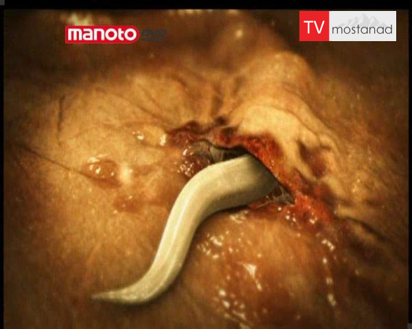 دانلود مستند گوشت خواران از مجموعه مهمان ناخوانده من دانلود مستند گوشت خواران از مجموعه مهمان ناخوانده من