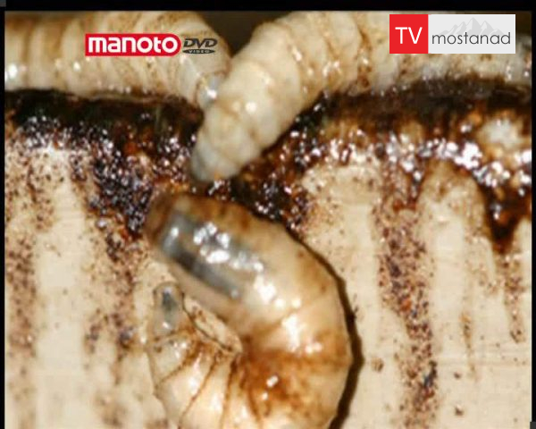 دانلود مستند جنون جنسیِ انگل ها از مجموعه مهمان ناخوانده من دانلود مستند جنون جنسیِ انگل ها از مجموعه مهمان ناخوانده من