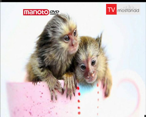 دانلود مستند خانگی های خواستنی از مجموعه ویژه برنامه دانلود مستند خانگی های خواستنی از مجموعه ویژه برنامه