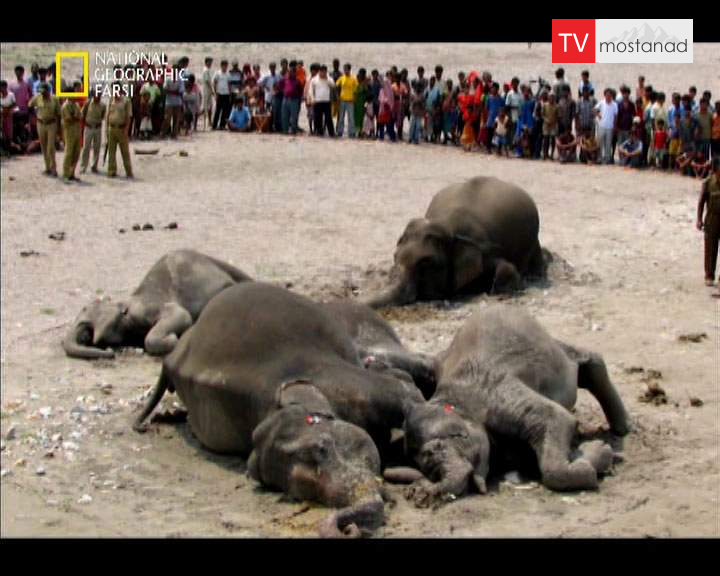 دانلود مستند گورستان فیل ها از مجموعه درندگان دانلود مستند گورستان فیل ها از مجموعه درندگان