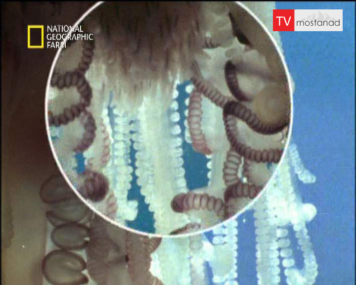 دانلود مستند گوشت خوران باور نکردنی از مجموعه قاتلین بالفطره دانلود مستند گوشت خوران باور نکردنی از مجموعه قاتلین بالفطره