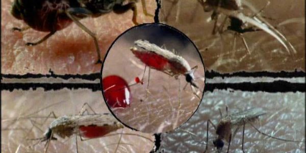 دانلود مستند حشرات پرنده از مجموعه قاتلین بالفطره