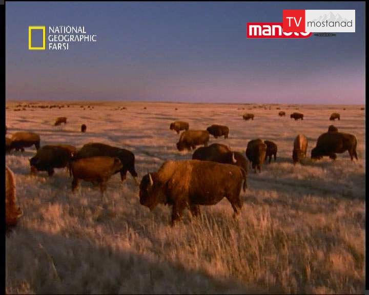 حیات وحش حیات وحش