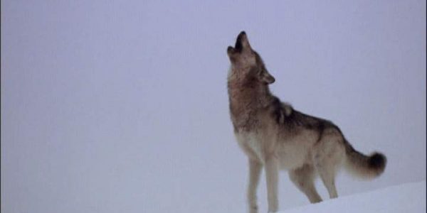 دانلود مستند گله ی گرگ ها از مجموعه حیات وحش