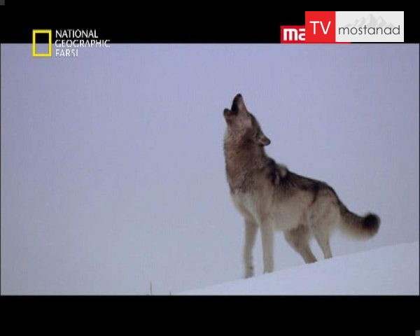 دانلود مستند گله ی گرگ ها از مجموعه حیات وحش دانلود مستند گله ی گرگ ها از مجموعه حیات وحش