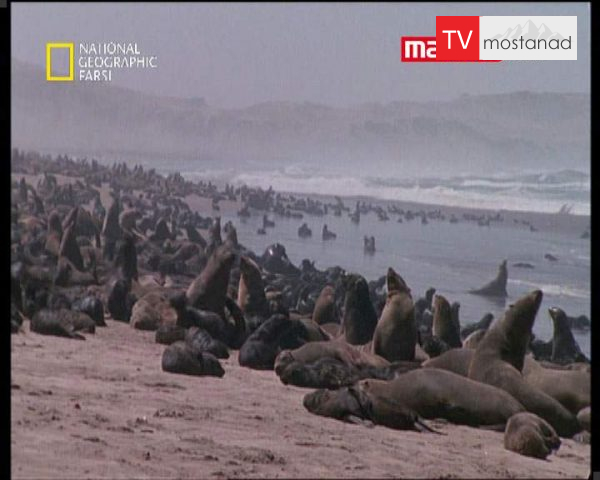 دانلود مستند فوک های طلایی ساحل اسکلت از مجموعه حیات وحش دانلود مستند فوک های طلایی ساحل اسکلت از مجموعه حیات وحش