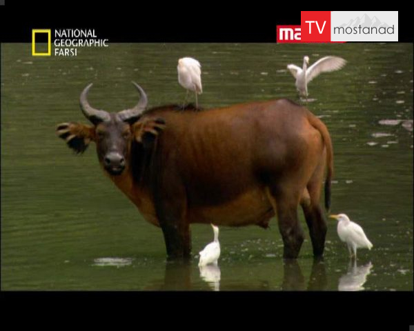 دانلود مستند گابون پیروزی حیات وحش از مجموعه حیات وحش دانلود مستند گابون پیروزی حیات وحش از مجموعه حیات وحش