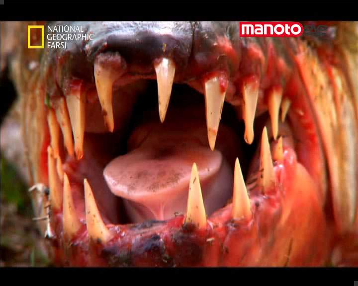 دانلود مستند هیولای ماهی کنگو از مجموعه حیات وحش