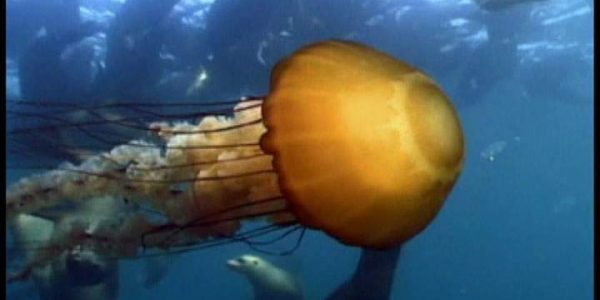 دانلود مستند هجوم عروس های دریایی از مجموعه حیات وحش