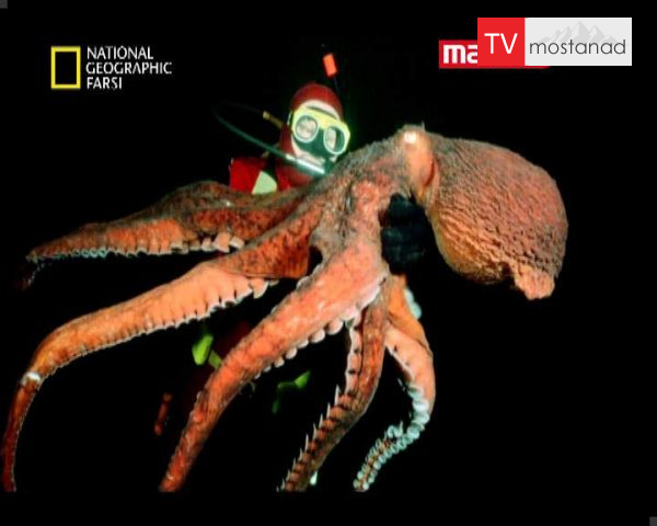 دانلود مستند جستجوی اختاپوس از مجموعه حیات وحش دانلود مستند جستجوی اختاپوس از مجموعه حیات وحش
