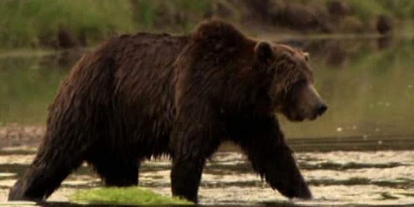 دانلود مستند خرس خاکستری از مجموعه حیات وحش