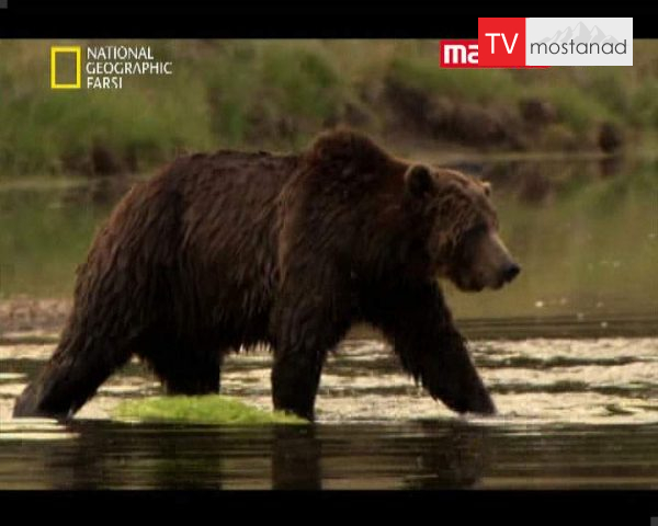 دانلود مستند خرس خاکستری از مجموعه حیات وحش دانلود مستند خرس خاکستری از مجموعه حیات وحش