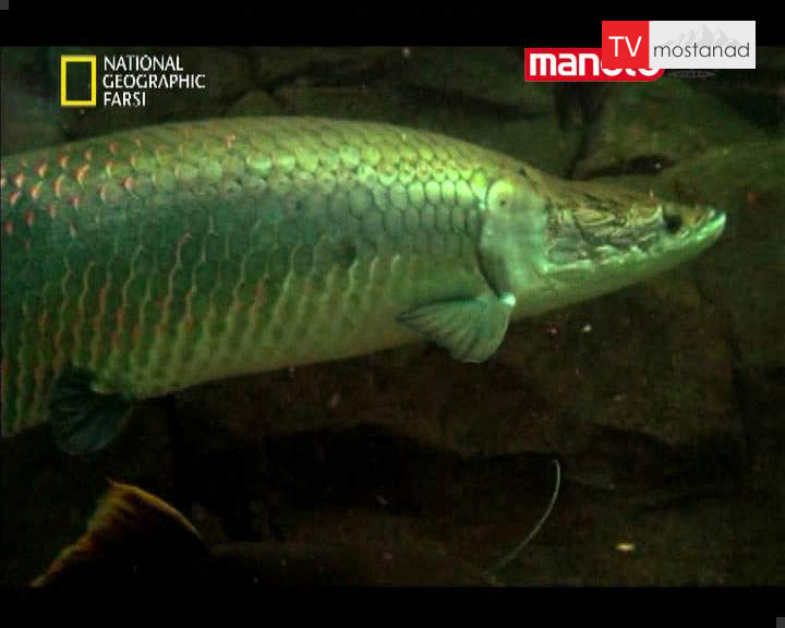 دانلود مستند ماهی مبارز دانلود مستند ماهی مبارز