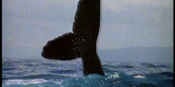 دانلود مستند نهنگ های گوژپشت از مجموعه حیات وحش
