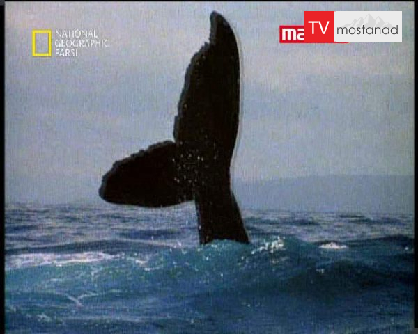دانلود مستند نهنگ های گوژپشت از مجموعه حیات وحش دانلود مستند نهنگ های گوژپشت از مجموعه حیات وحش