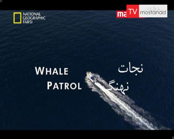 دانلود مستند نجات نهنگ از مجموعه حیات وحش دانلود مستند نجات نهنگ از مجموعه حیات وحش