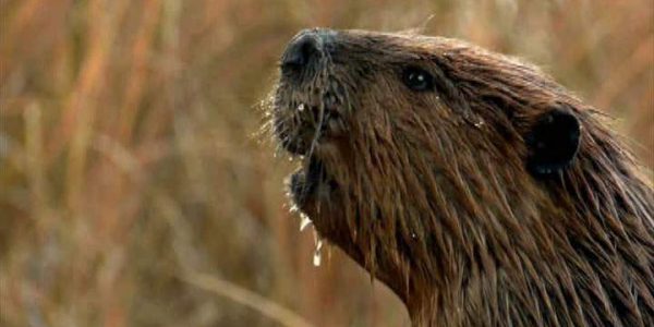 دانلود مستند سگ آبی سدساز از مجموعه حیات وحش