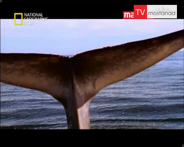 دانلود مستند وال آبفام از مجموعه حیات وحش دانلود مستند وال آبفام از مجموعه حیات وحش