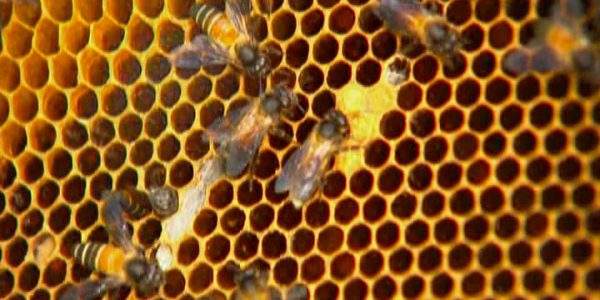 دانلود مستند زنبورهای جنگجو از مجموعه حیات وحش