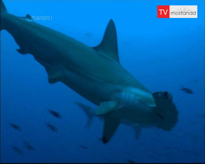 دانلود مستند آمریکای جنوبی از مجموعه آبی بیکران دانلود مستند آمریکای جنوبی از مجموعه آبی بیکران