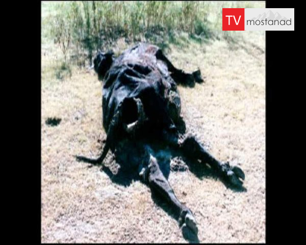 دانلود مستند مثله کردن گاو از مجموعه پرونده های مرموز دانلود مستند مثله کردن گاو از مجموعه پرونده های مرموز