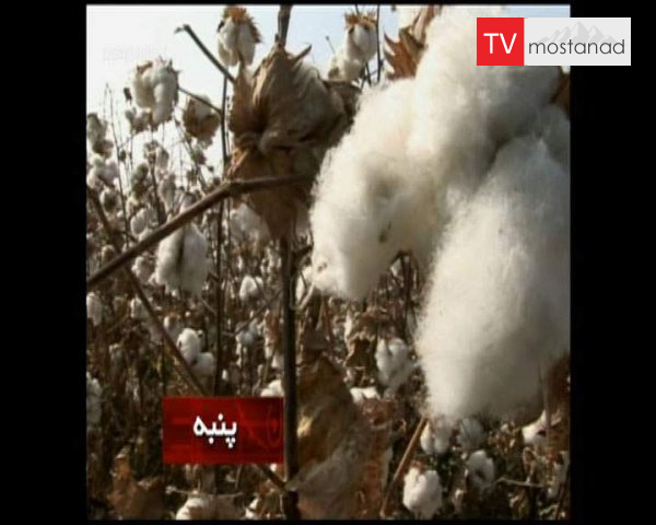 دانلود مستند پنبه از مجموعه شگفتی های دنیای امروزی دانلود مستند پنبه از مجموعه شگفتی های دنیای امروزی