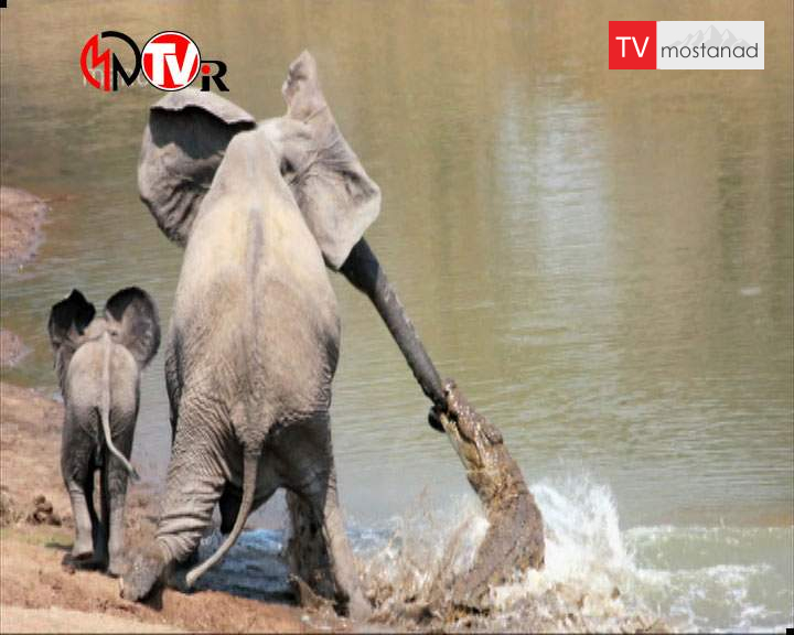 دانلود مستند لحظههای حیات وحش – 2 از مجموعه لحظههای حیات وحش دانلود مستند لحظههای حیات وحش - 2 از مجموعه لحظههای حیات وحش