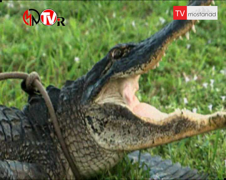 دانلود مستند تمساح بان – 11 از مجموعه تمساح بان دانلود مستند تمساح بان - 11 از مجموعه تمساح بان