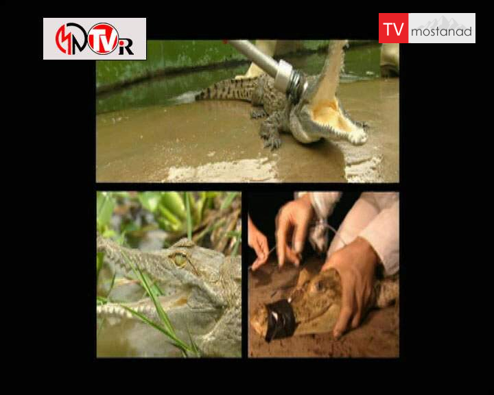 دانلود مستند سخت ترین شغل های جهان – 6 از مجموعه سخت ترین شغل های جهان دانلود مستند سخت ترین شغل های جهان - 6 از مجموعه سخت ترین شغل های جهان