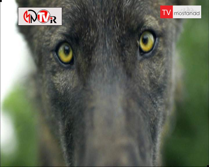 دانلود مستند حیوانات چگونه فکر می کنند – 1 از مجموعه حیوانات چگونه فکر می کنند دانلود مستند حیوانات چگونه فکر می کنند - 1 از مجموعه حیوانات چگونه فکر می کنند