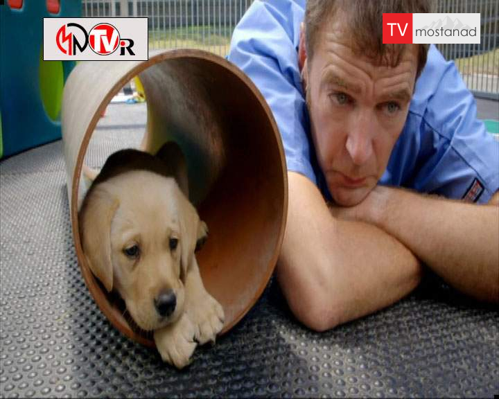 دانلود مستند خلوت سگها – 1 از مجموعه خلوت سگها دانلود مستند خلوت سگها - 1 از مجموعه خلوت سگها