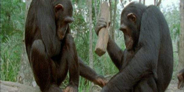 دانلود مستند حیوانات چگونه فکر می کنند - 2 از مجموعه حیوانات چگونه فکر می کنند