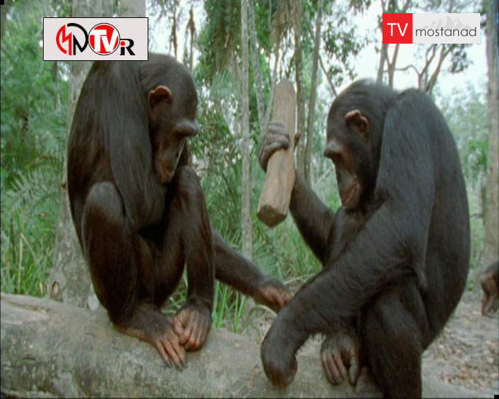 دانلود مستند حیوانات چگونه فکر می کنند – 2 از مجموعه حیوانات چگونه فکر می کنند دانلود مستند حیوانات چگونه فکر می کنند - 2 از مجموعه حیوانات چگونه فکر می کنند