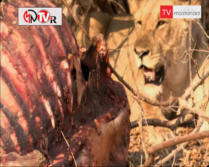 دانلود مستند ماشین زمان کوچک از مجموعه انسان، زمین، جهان دانلود مستند ماشین زمان کوچک از مجموعه انسان، زمین، جهان