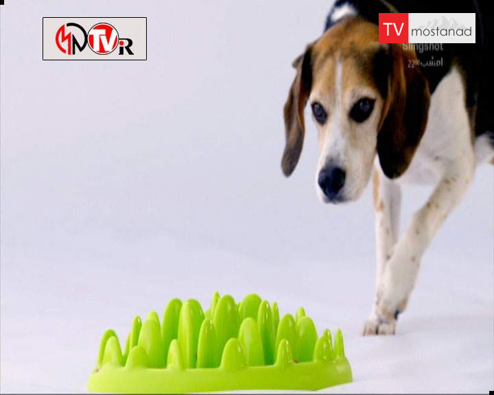 دانلود مستند خلوت سگها – 2 از مجموعه خلوت سگها دانلود مستند خلوت سگها - 2 از مجموعه خلوت سگها