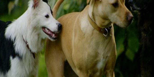 دانلود مستند خلوت سگ‌ها - 4 از مجموعه خلوت سگ‌ها