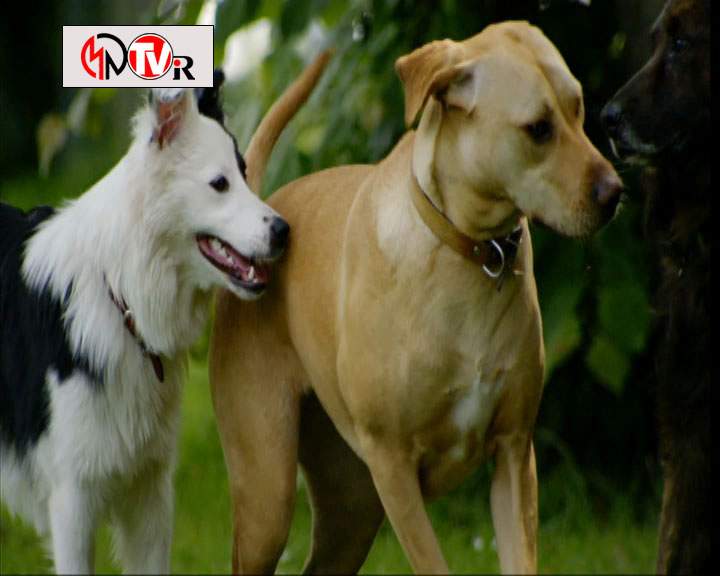 دانلود مستند خلوت سگ‌ها - 4 از مجموعه خلوت سگ‌ها