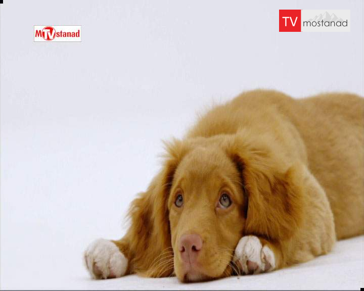 دانلود مستند خلوت سگها – 5 از مجموعه خلوت سگها دانلود مستند خلوت سگها - 5 از مجموعه خلوت سگها