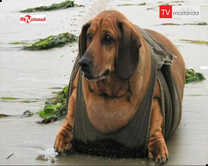 دانلود مستند حیوانات چاق – 2 از مجموعه حیوانات چاق دانلود مستند حیوانات چاق - 2 از مجموعه حیوانات چاق